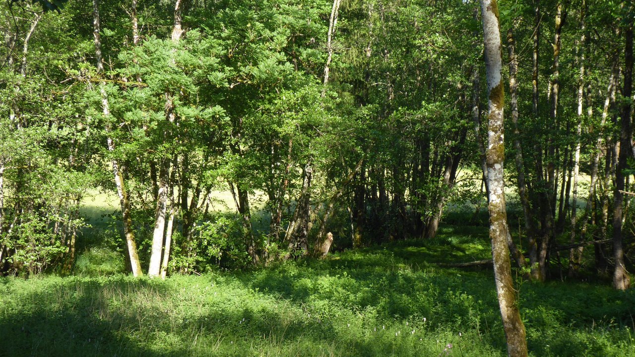 Naturschutzgebiet „Rottal zwischen Hüttenbühl und Buchengehren