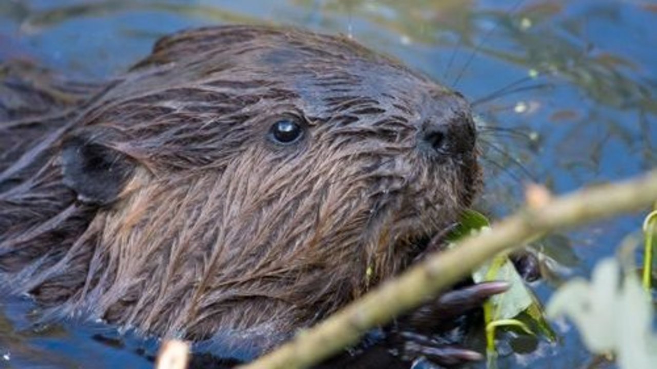 Bild zeigt schwimmenden Biber