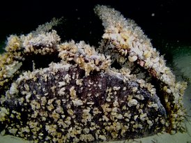 Verlorene Ladung am Seegrund: Ein beschädigtes Holzfass mit Deckel in den Tiefen des Bodensees bewachsen von Dreissena rostriforma bugensis 