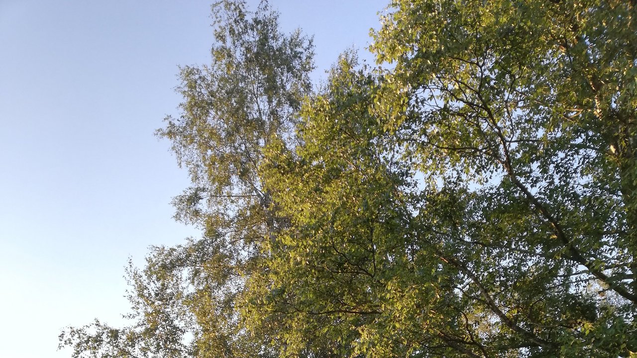 Bohlenweg im Naturschutzgebiet Schopflocher Moor