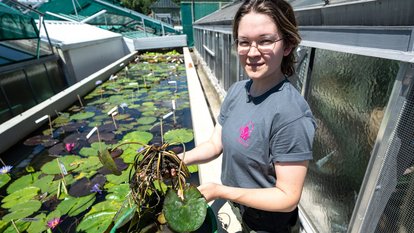 Wilhelma-Gärtnerin Luzie Letzner präsentiert einige der geretteten Glänzenden Seerosen (im Hintergrund ein Becken mit tropischen Seerosen)