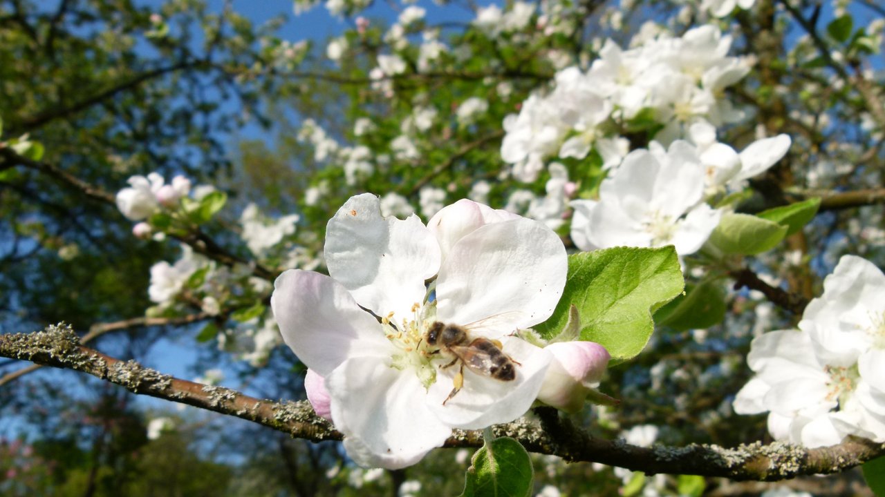 Bild zeigt Biene in einer Apfelblüte