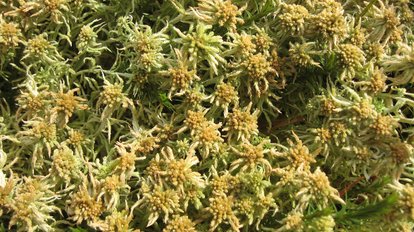 Dicke Polster von Torfmoosen zeigen die Moorbildung an