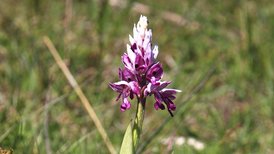 elm-Knabenkraut (Orchis militaris). Eine von zahlreichen Orchideen-Arten, die im Na-turschutzgebiet Haarberg-Wasserberg vorkommt. 