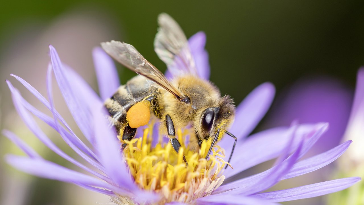Biene auf Aster
