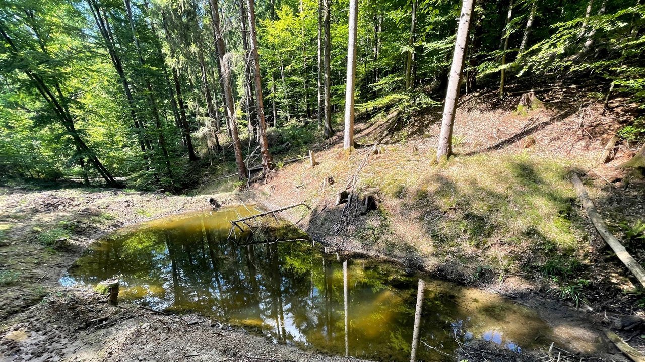 Nach der Sanierung kommt wieder Licht und Luft an das Gewässer