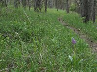 Lichter Kiefernwald, im Vordergrund aufblühendes Helm-Knabenkraut
