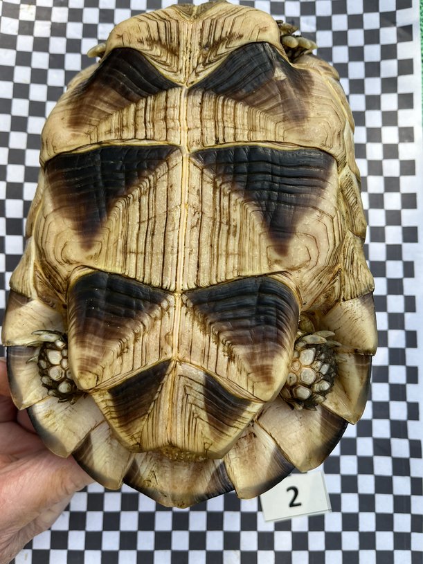 Bauchpanzer einer Schildkröte