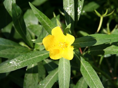 Blüte des Großblütigen Heusenkrauts