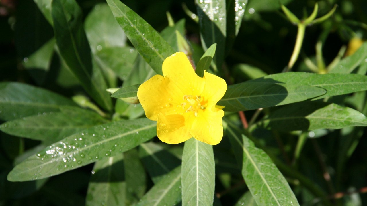 Blüte des Großblütigen Heusenkrauts