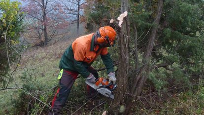 Der Landschaftspflegetrupp entfernt zu dicht stehende Wacholder. 