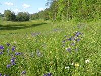 Buntblühende Mähwiese mit Akelei, Wiesen-Salbei und Magerite, im Hintergrund Bäume