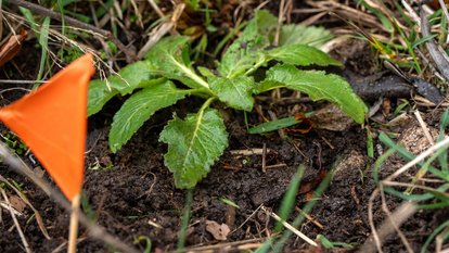 Auf der Schwäbischen Alb wurden die in der Wilhelma und im Botanischen Garten Tübingen herangezogenen Exemplare ausgepflanzt