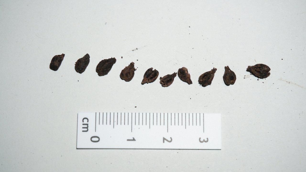 Einige der erhaltenen Traubenkerne aus dem Tresterrest