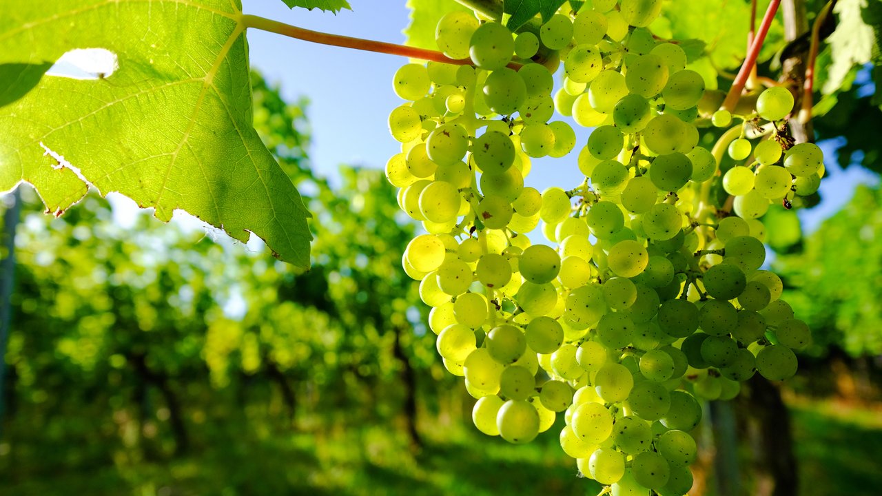 Grüne Weintrauben im Weinberg