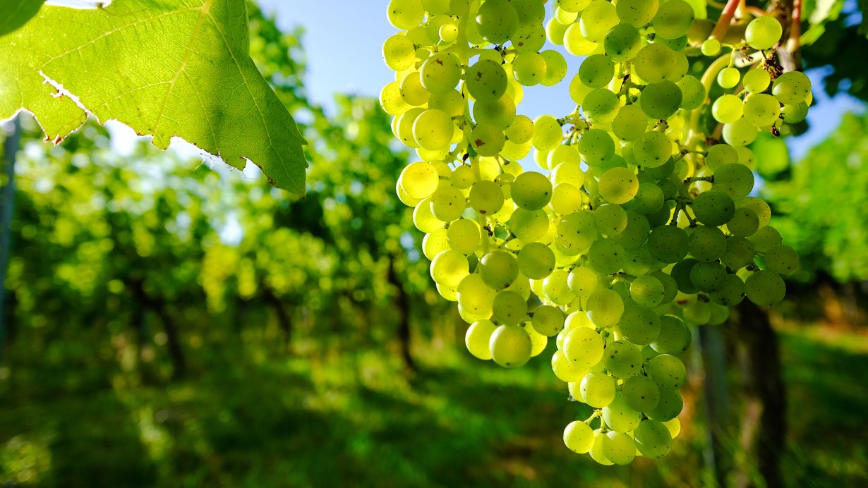 Grüne Weintrauben im Weinberg