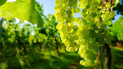 Grüne Weintrauben im Weinberg