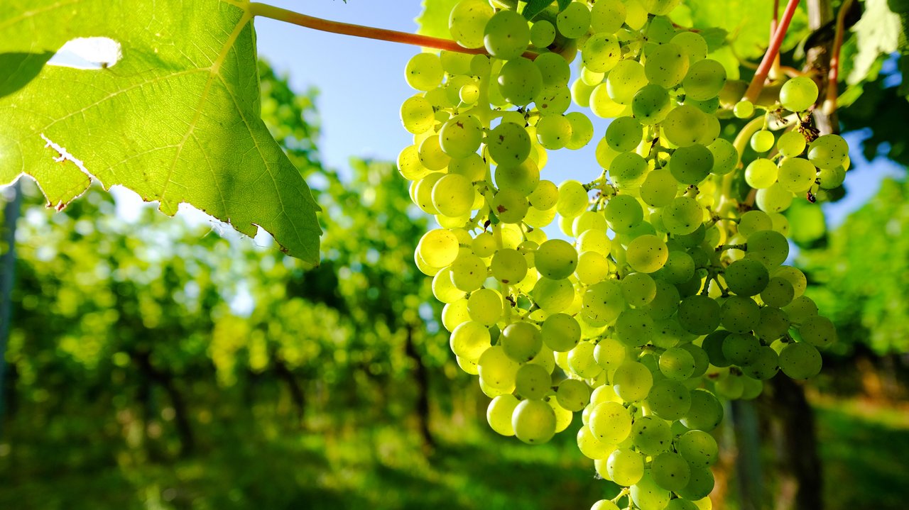 Grüne Weintrauben im Weinberg