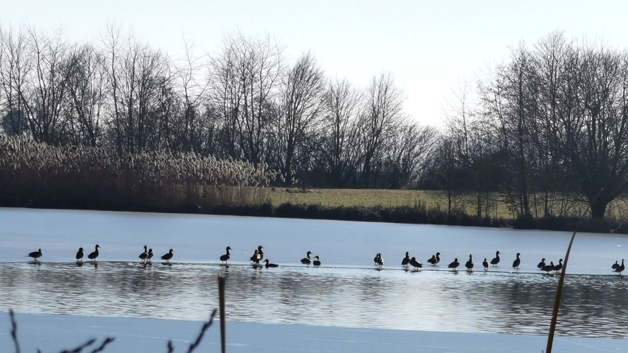Bild zeigt den Schechinger Weiher mit Bäumen im Hintergrund. In der Mitte des Weihers sitzen Enten auf einer kleiner Insel