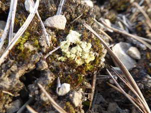 Fulgensia vulgens - Art der Bunten Erdflechtengesellschaft