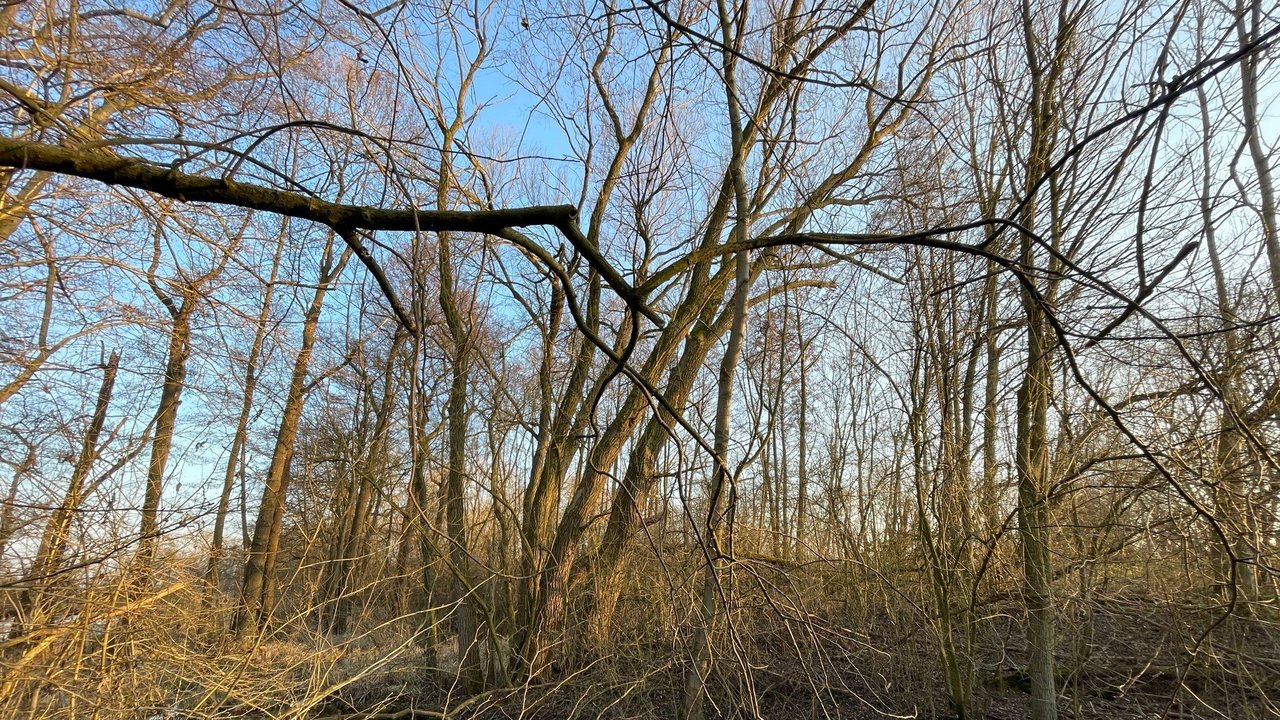 Nördlicher Tümpel Erlachsee
